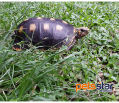 Red Footed Tortoise Info
